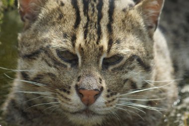 balıkçı kedi - prionailurus viverrinus