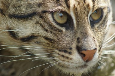 balıkçı kedi - prionailurus viverrinus