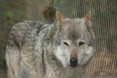 Gri kurt - Canis lupus