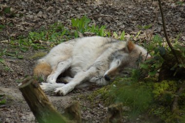 Gri kurt - Canis lupus