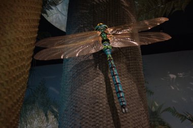 Meganeura monyi 