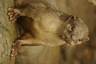 Yumuşak kaplı Otter - Lutrogale perspicillata