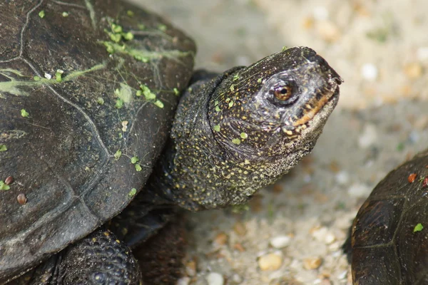 Étang européen Terrapin - Emys orbicularis — Photo