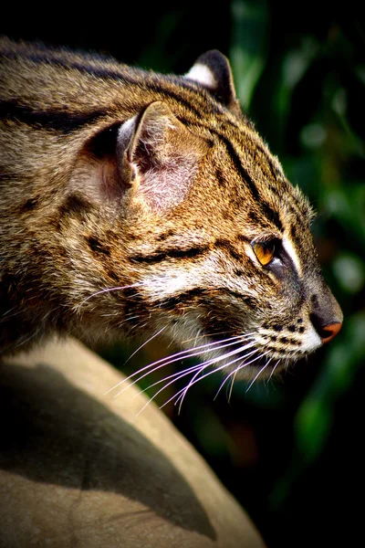 Gatto da pesca - Prionailurus viverrinus — Foto Stock