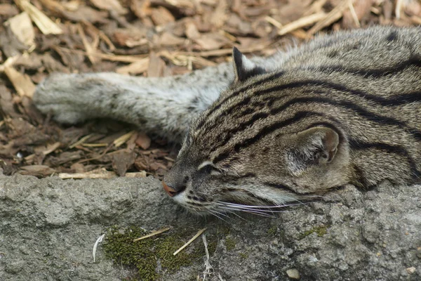 Fiske cat - prionailurus viverrinus — Stockfoto