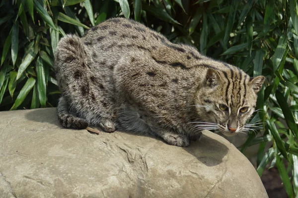 Gato pescador - Prionailurus viverrinus — Foto de Stock