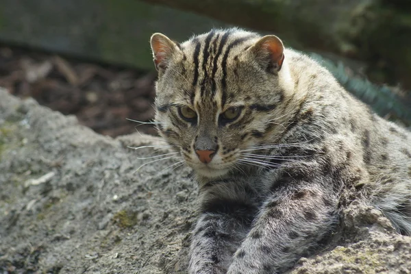 Balıkçı kedi - prionailurus viverrinus — Stok fotoğraf