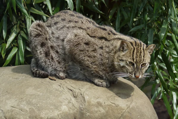 Рыбацкий кот - Prionailurus viverrinus — стоковое фото