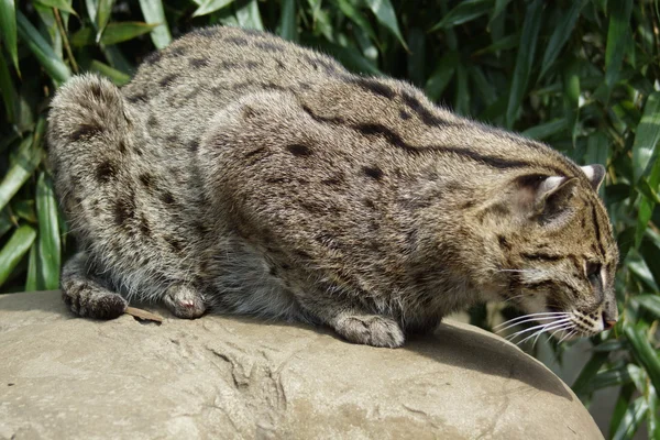 Gato de pesca - Prionailurus viverrinus — Fotografia de Stock