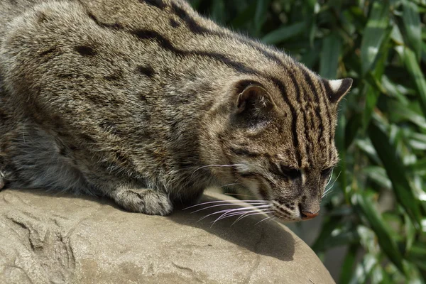 Рыбацкий кот - Prionailurus viverrinus — стоковое фото