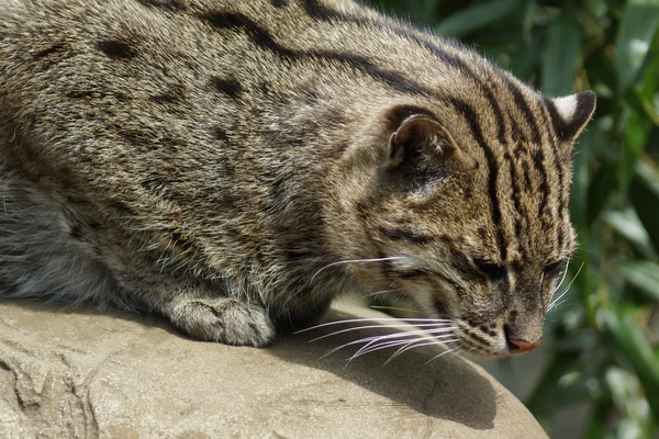 Рыбацкий кот - Prionailurus viverrinus — стоковое фото