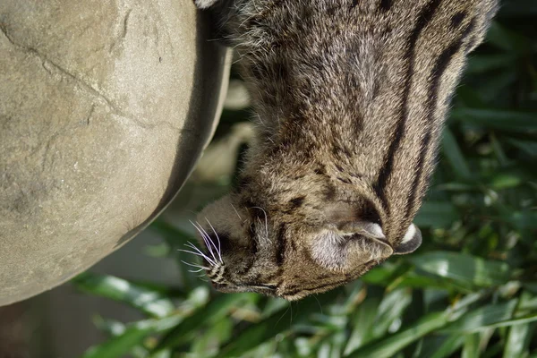 Gatto da pesca - Prionailurus viverrinus — Foto Stock