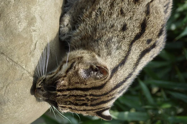 Fishing Cat - Prionailurus viverrinus