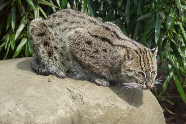 Рыбацкий кот - Prionailurus viverrinus — стоковое фото