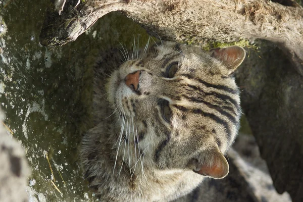 Gatto da pesca - Prionailurus viverrinus — Foto Stock