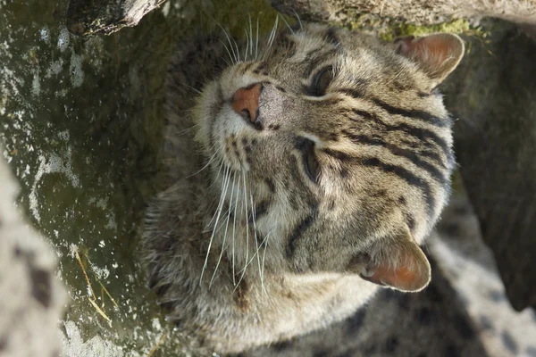 Gatto da pesca - Prionailurus viverrinus — Foto Stock