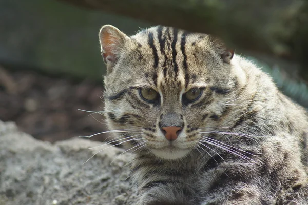 Gatto da pesca - Prionailurus viverrinus — Foto Stock