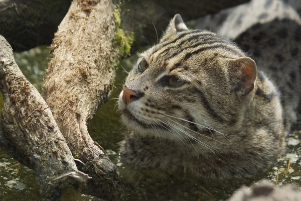 Gatto da pesca - Prionailurus viverrinus — Foto Stock