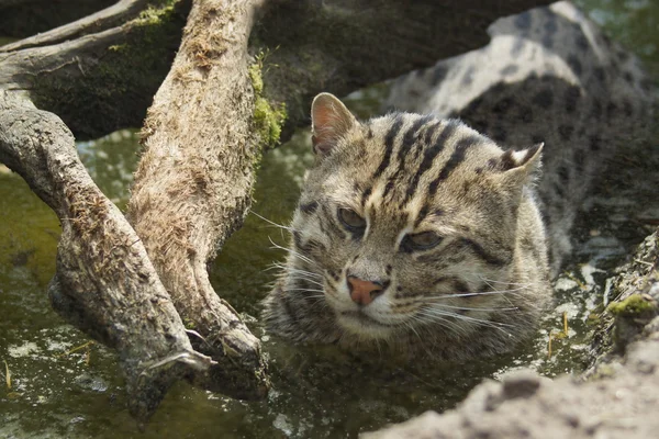 Gatto da pesca - Prionailurus viverrinus — Foto Stock