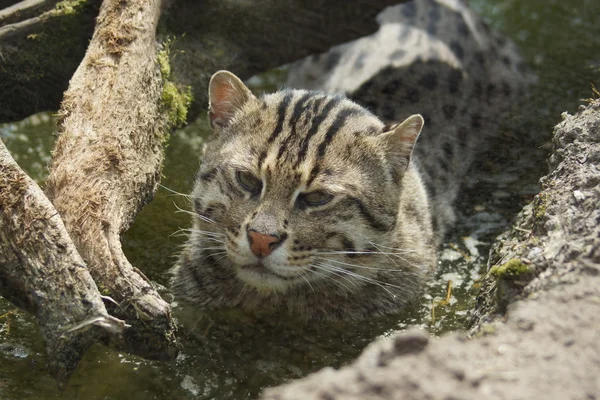 Gatto da pesca - Prionailurus viverrinus — Foto Stock