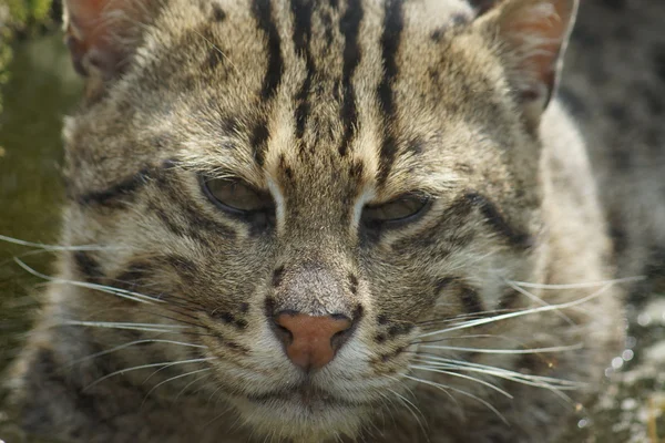 Gato de pesca - Prionailurus viverrinus — Fotografia de Stock