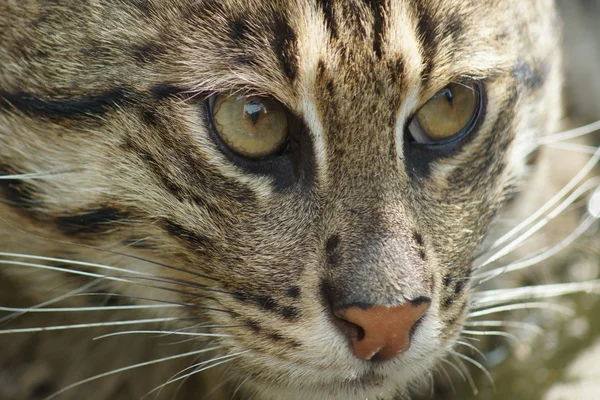 Fishing Cat - Prionailurus viverrinus — Stock Photo, Image