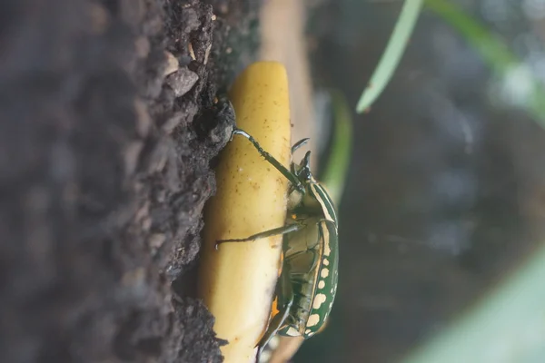 Giant African Fruit Beetle - Mecynorrhina polyphemus — Stock Photo, Image