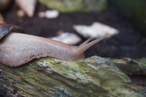 Caracol de terra africano gigante - Achatina achatina — Fotografia de Stock