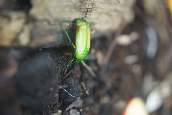 Giant Metallic Green Fruit Beetle - Coelorrhina aurata — Stock Photo, Image