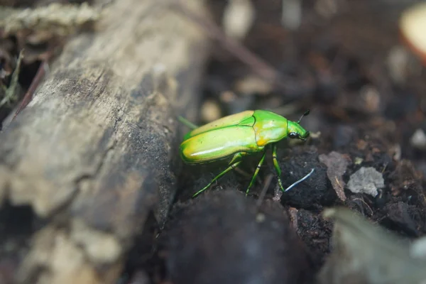 Giant metalliskt grön frukt skalbagge - Coelorrhina Guldbagge — Stockfoto