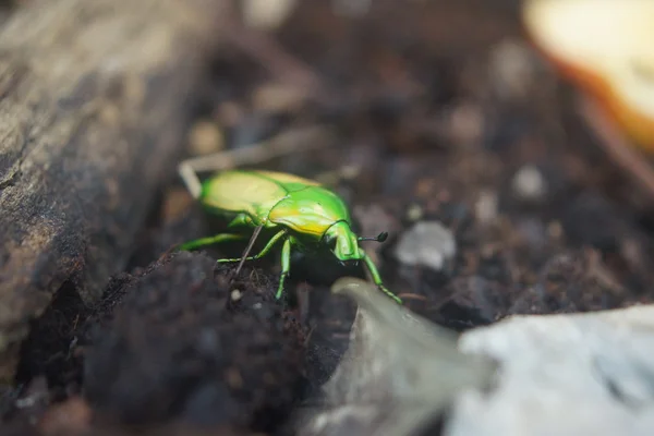 Escarabajo gigante metálico de frutas verdes - Coelorrhina aurata —  Fotos de Stock