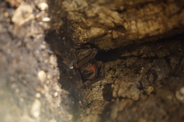 Góliát madár eszik Spider - Theraphosa Ferenc — Stock Fotó