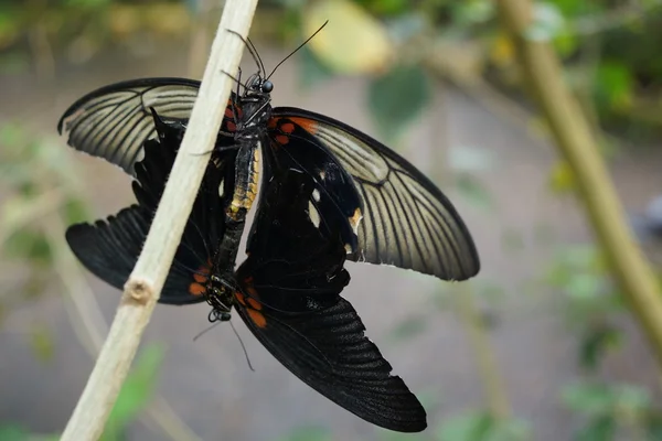 Um par de acasalamento de Grande Mórmon - Papilio memnon — Fotografia de Stock