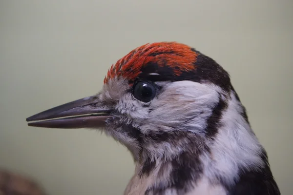 Większe Spotted Dzięcioł - Dendrocopos major — Zdjęcie stockowe