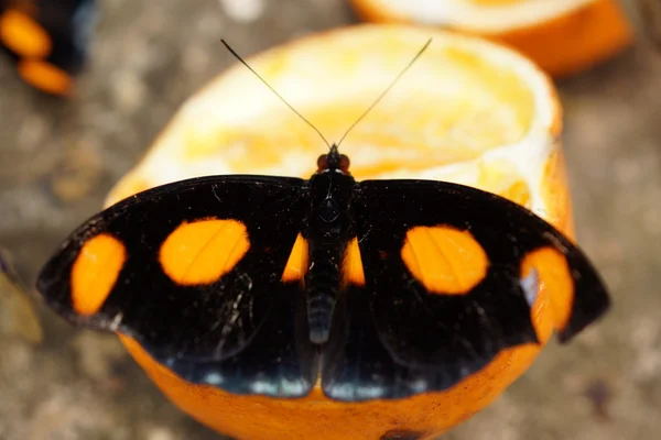 Zapatero griego - Catonephele numilia — Foto de Stock