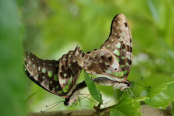 A mating pair of Green Jay - Graphium agamemnon — Stock Photo, Image