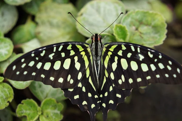 Зеленые Джей - Graphium Агамемнона — стоковое фото