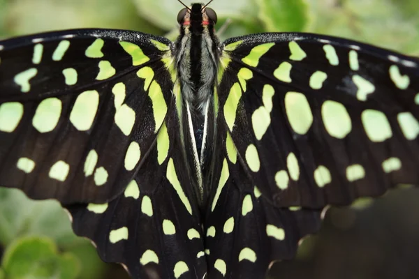 Verde Jay - Agamemnon Graphium — Fotografia de Stock