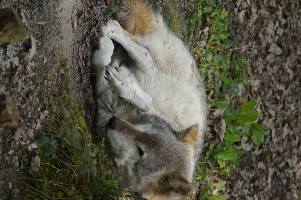 Gri kurt - Canis lupus — Stok fotoğraf