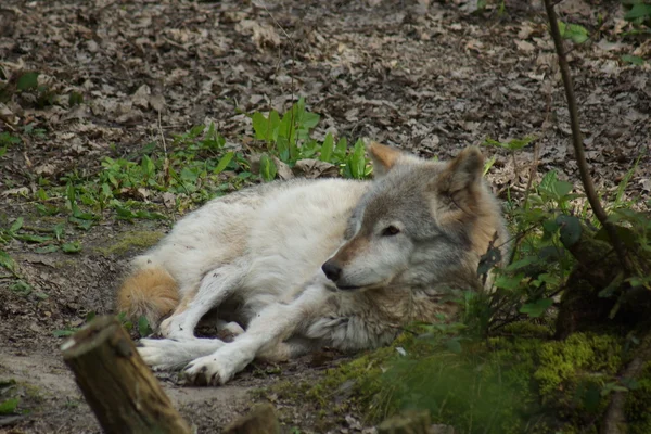 Lobo cinzento - Lúpus canis — Fotografia de Stock