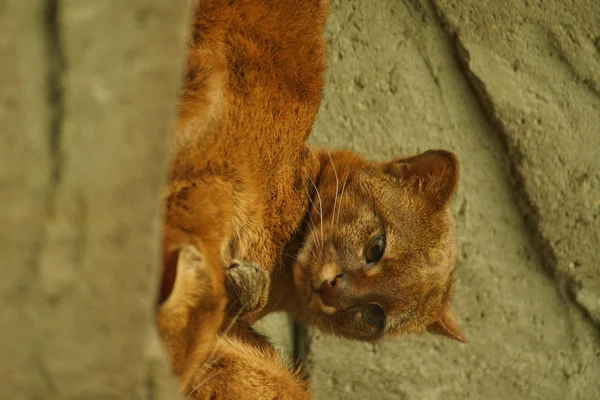 Jaguarundi - ปูม่า ยากูโวโรดี้ — ภาพถ่ายสต็อก