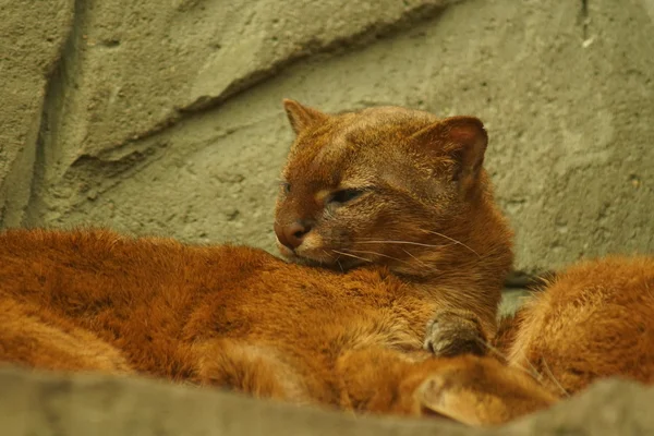 Jaguarundi - Puma yagouaroundi — Stok fotoğraf