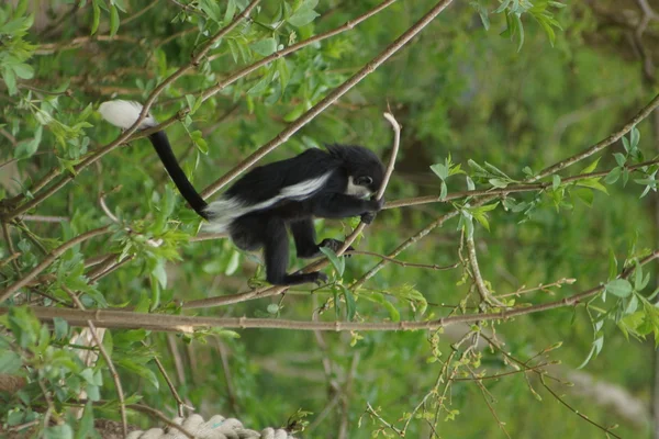 Colobus - colobus polykomos Kral — Stok fotoğraf