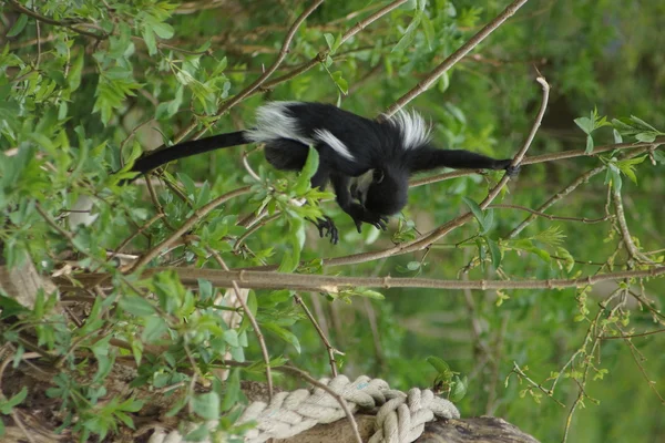 Koning colobus - colobus polykomos — Stockfoto