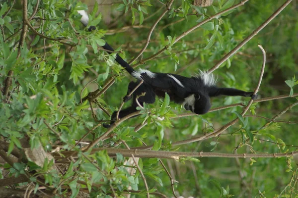 Koning colobus - colobus polykomos — Stockfoto