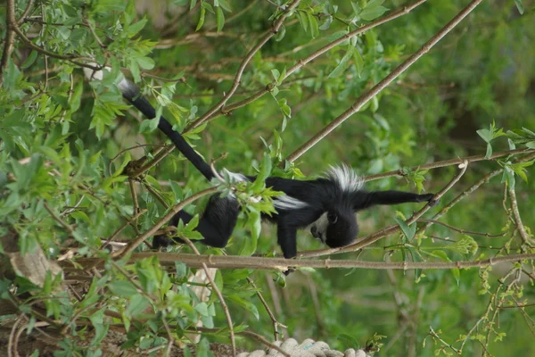 Rei Colobus - Colobus polykomos — Fotografia de Stock