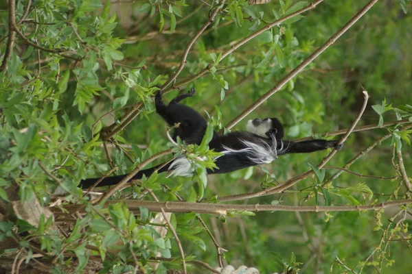 Koning colobus - colobus polykomos — Stockfoto