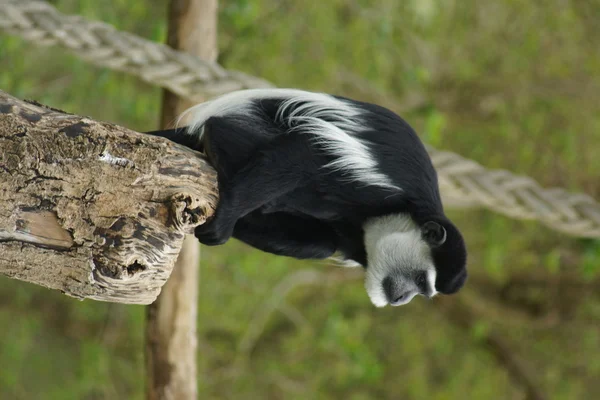 Rei Colobus - Colobus polykomos — Fotografia de Stock