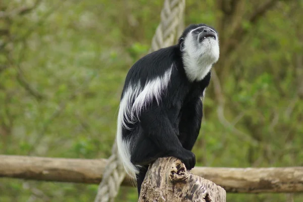 Rey colobo - colobus polykomos — Foto de Stock