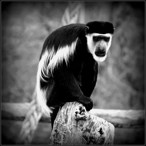 King Colobus - Colobus polyfocus — стоковое фото